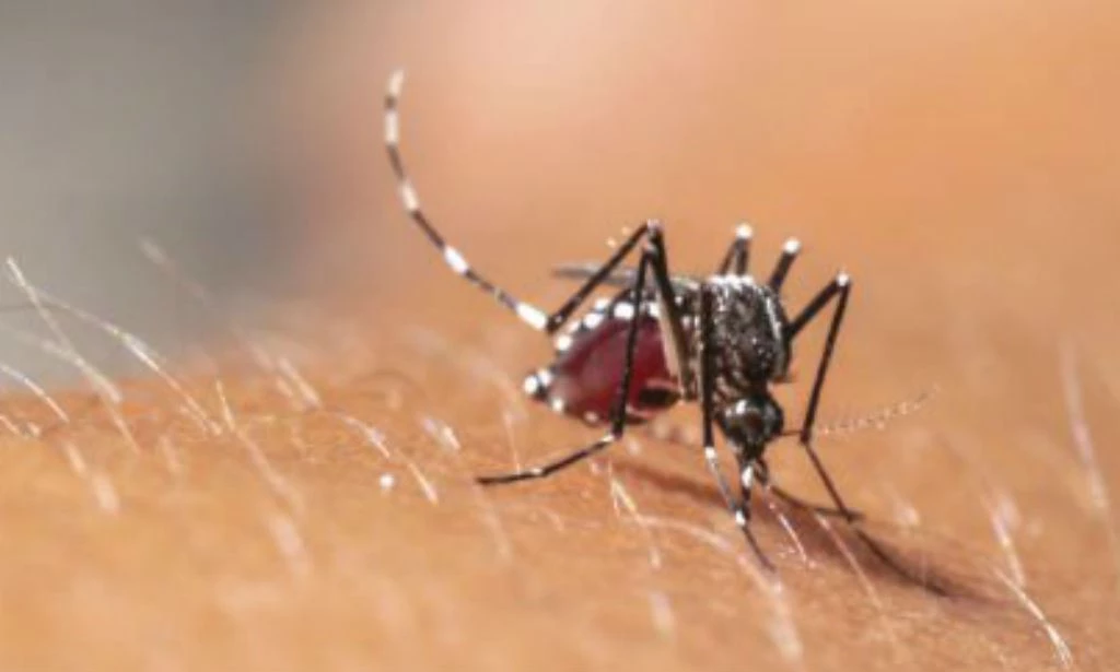 Dois De Cada Cidades J T M Casos De Chikungunya