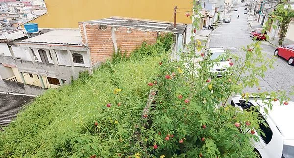 Moradores Denunciam Terreno Abandonado E Temem Dengue